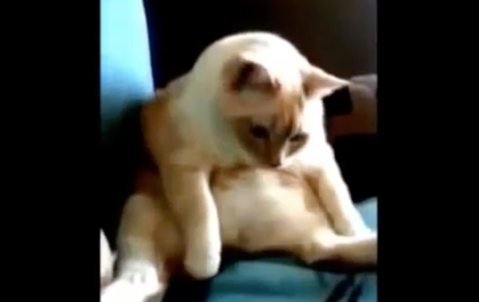 funny animals farting - cat farting