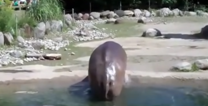 Biggest Hippo Fart